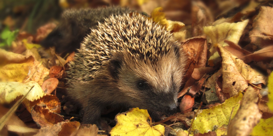 Hérisson d'Europe (Erinaceus europaeus) / Pixabay
