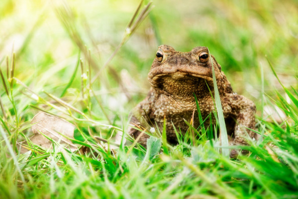 Crapaud commun (Bufo bufo)