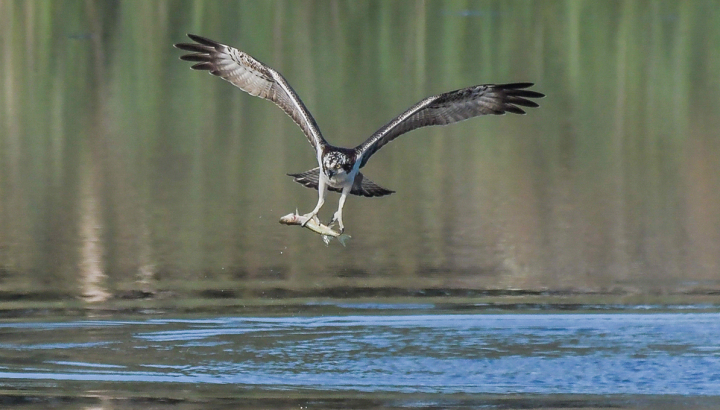 Balbuzard pêcheur © Alain Chartier