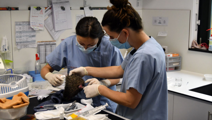 Hérisson manipulé par deux soigneurs en centre de soins
