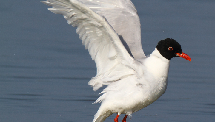 Mouette mélanocéphale