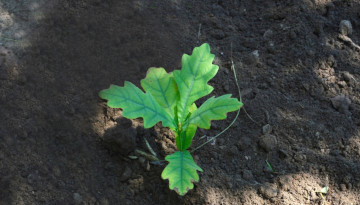 Jeune plant de chêne / istockphoto